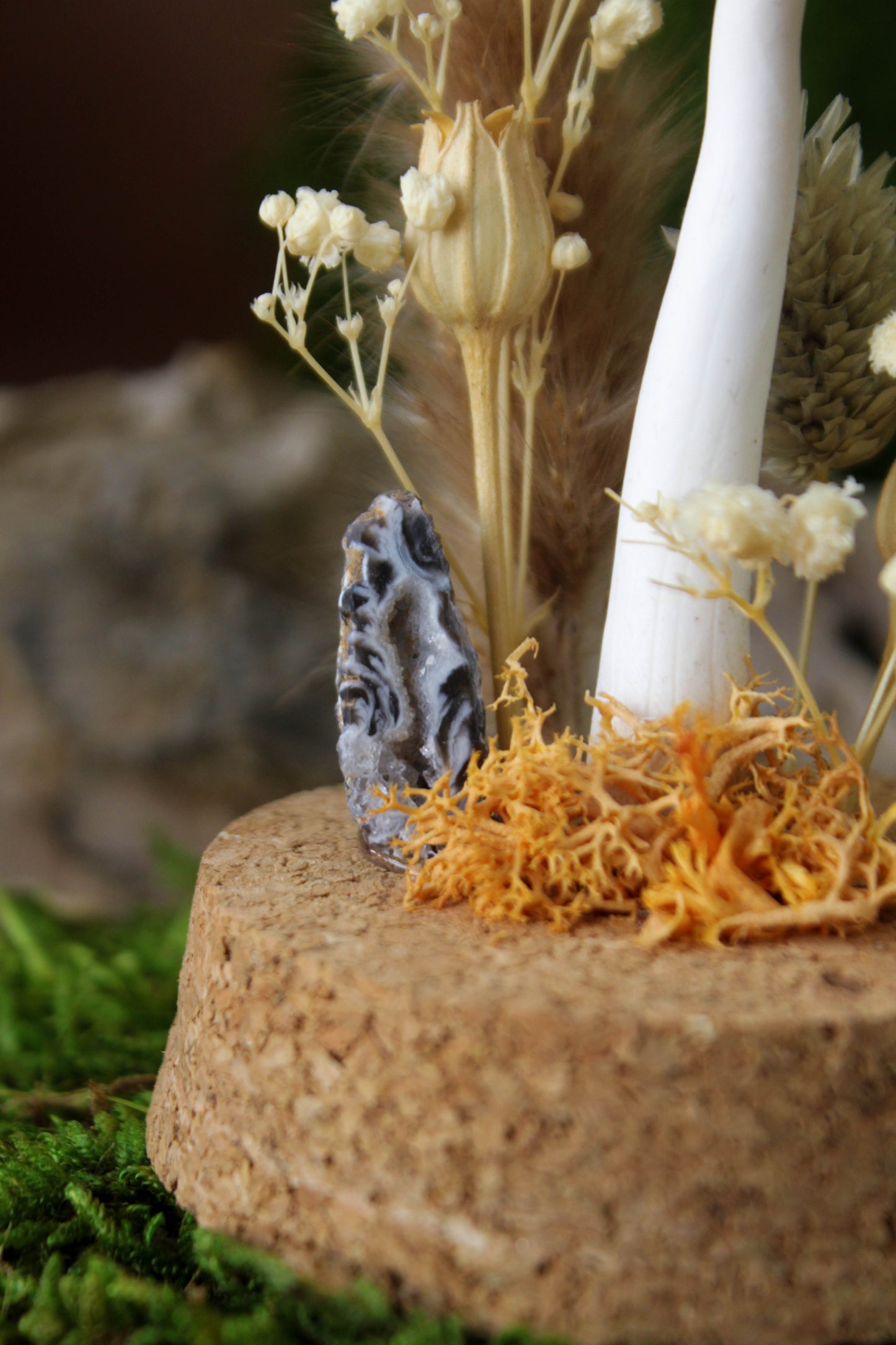 Parasol Mushroom Terrarium