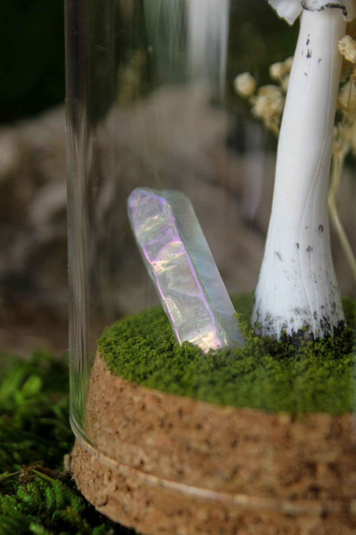 Amanita Muscaria Terrarium