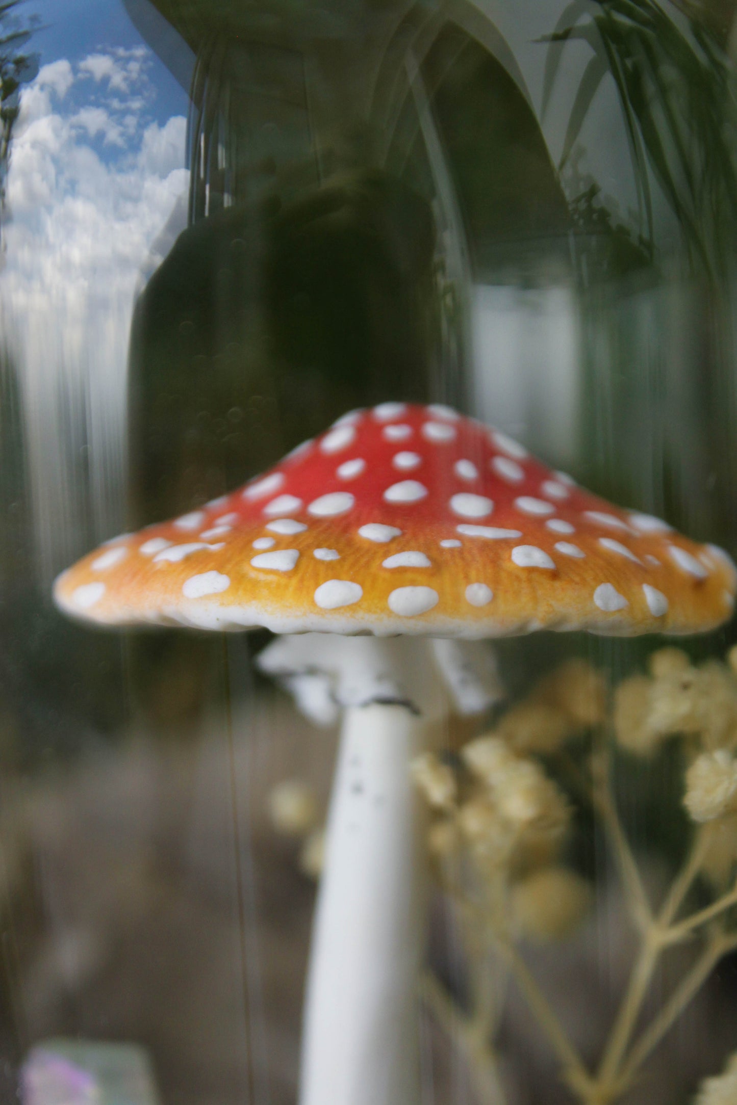 Amanita Muscaria Terrarium