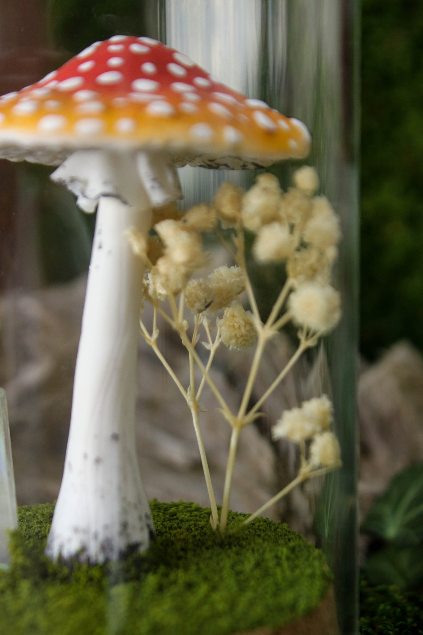 Amanita Muscaria Terrarium
