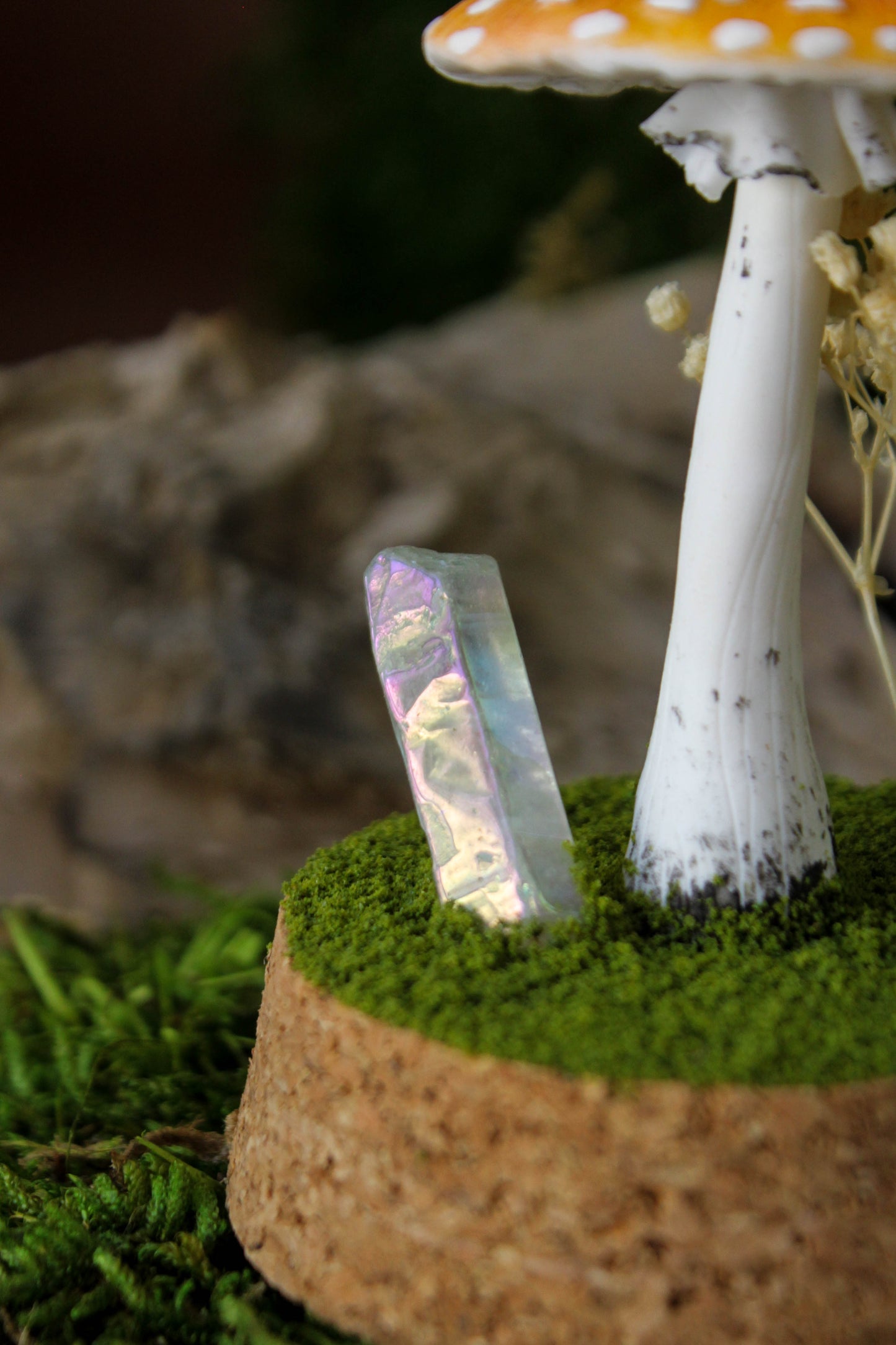 Amanita Muscaria Terrarium