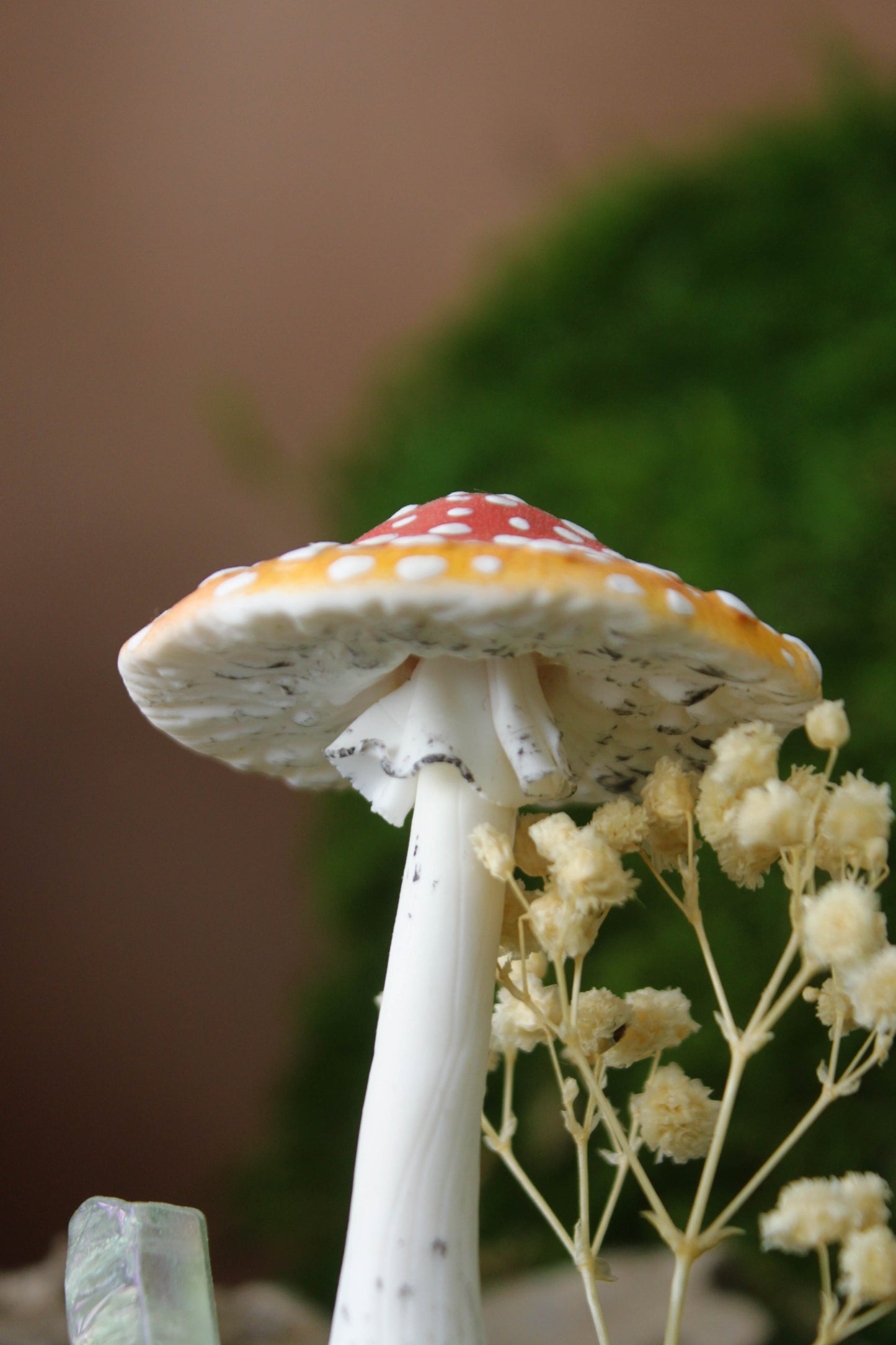 Amanita Muscaria Terrarium