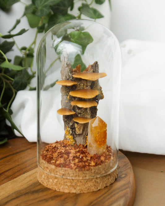 Tree Mushrooms Medium Terrarium with Citrine