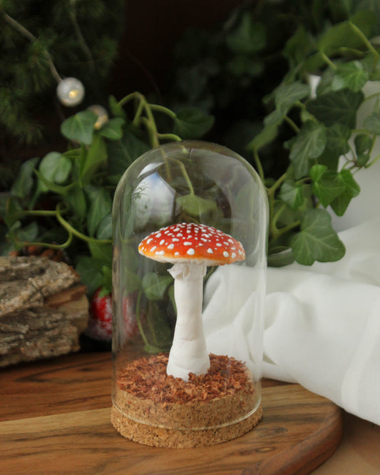 Amanita Muscaria Medium Terrarium