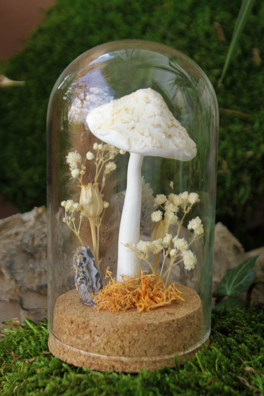 Parasol Mushroom Terrarium