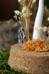 Parasol Mushroom Terrarium