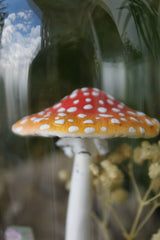 Amanita Muscaria Terrarium