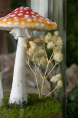 Amanita Muscaria Terrarium
