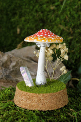 Amanita Muscaria Terrarium