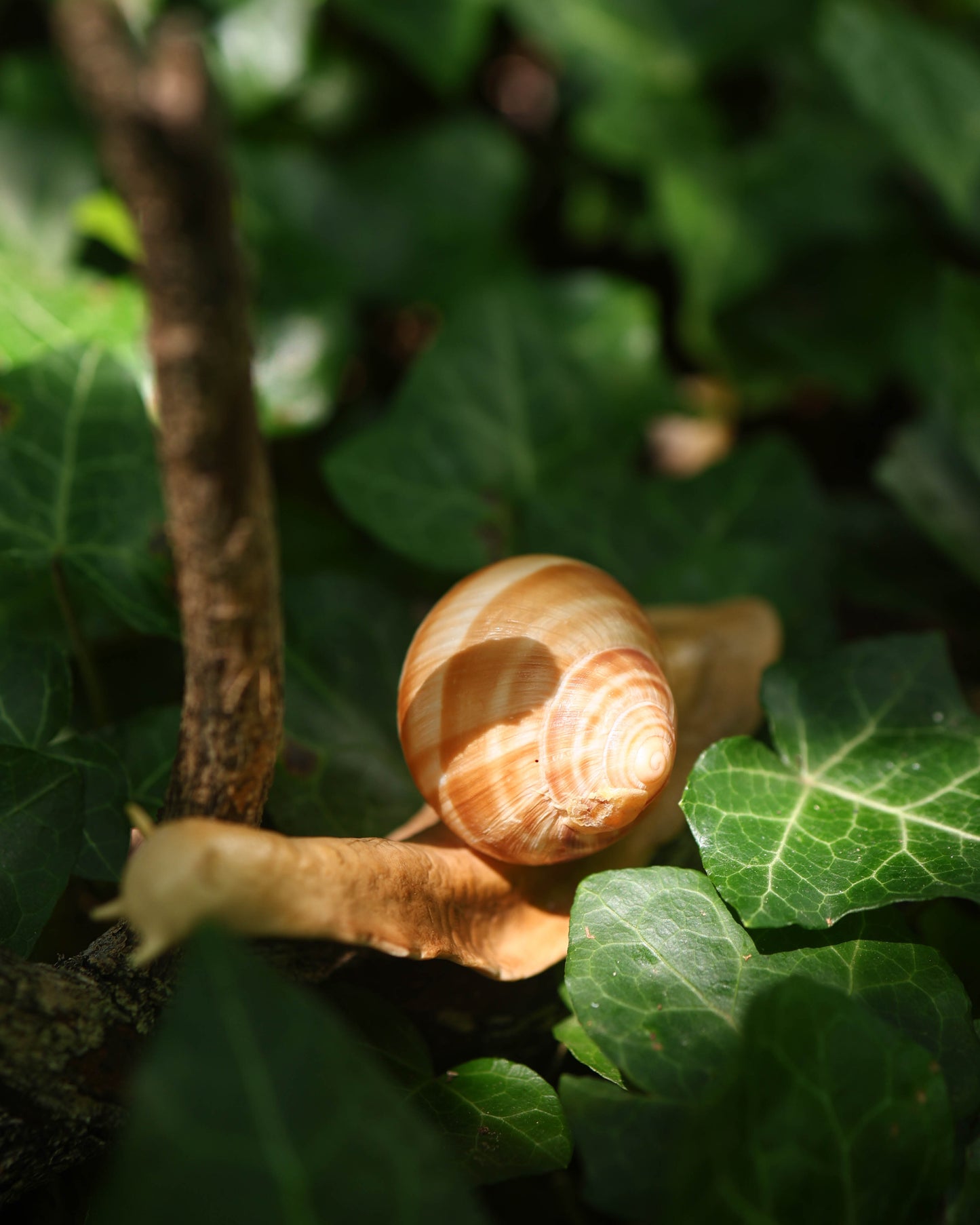 Snail Plant Friend