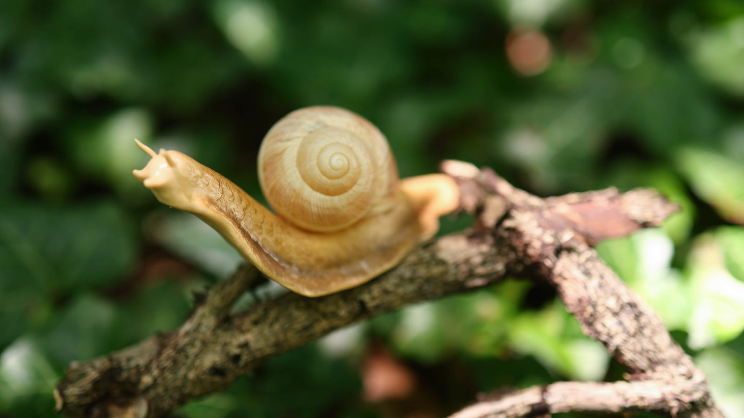Snail Plant Friend