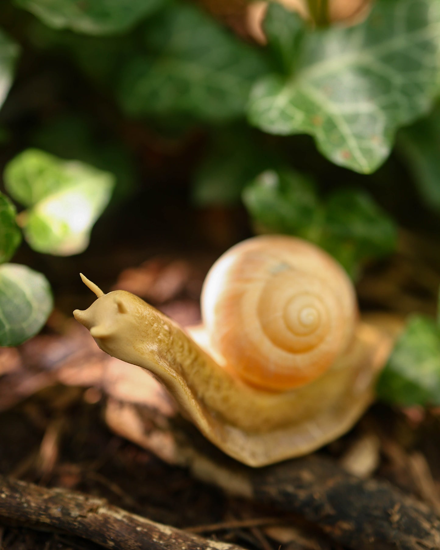 Snail Plant Friend