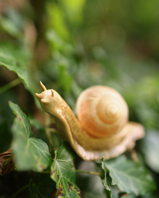 Snail Plant Friend