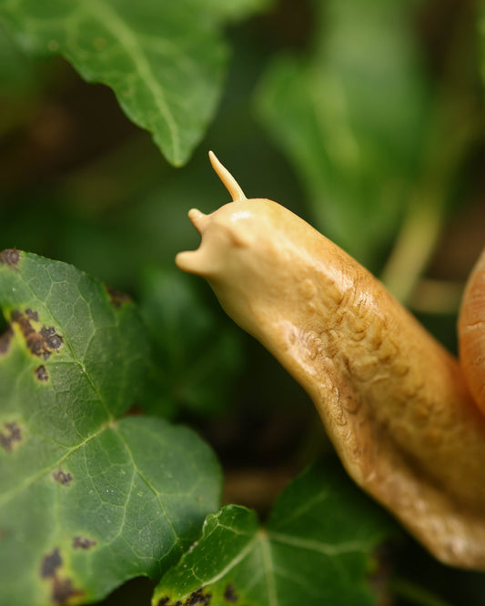 Snail Plant Friend
