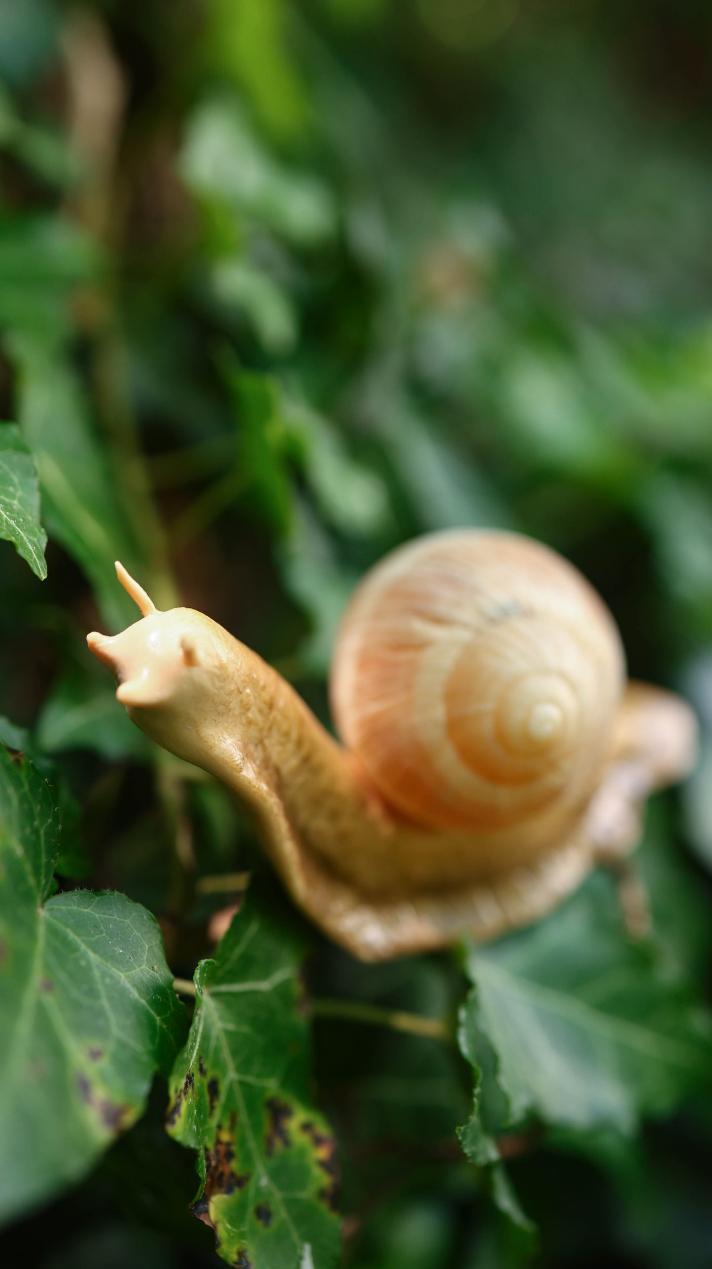 Snail Plant Friend