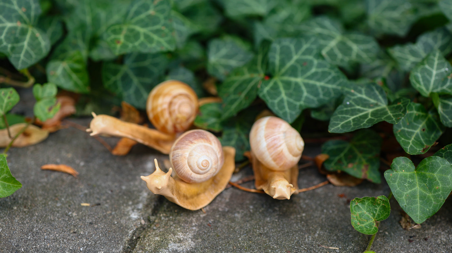 Snail Plant Friend