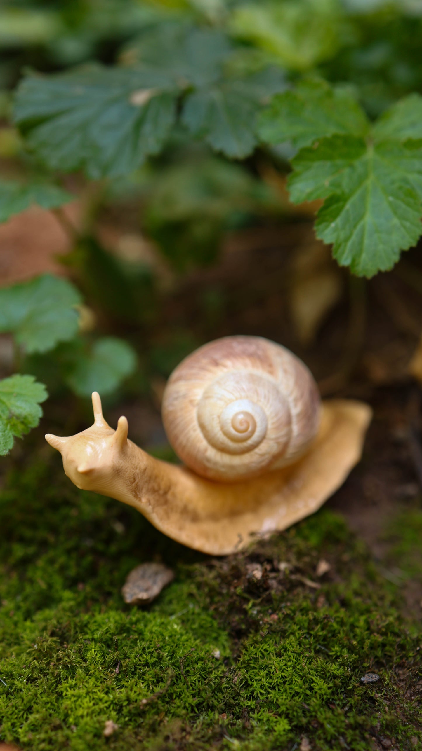 Snail Plant Friend
